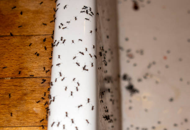 Best Pest Prevention Services  in Depoe Bay, OR